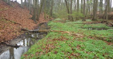 Der Ramhorstbach mit natürlicher Entwicklung im Naturschutzgebiet.