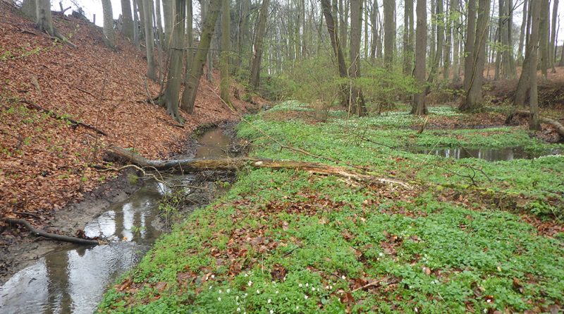 Der Ramhorstbach mit natürlicher Entwicklung im Naturschutzgebiet.